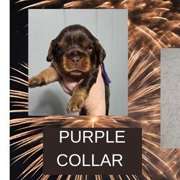 Justice - Chocolate female Cavalier King Charles Spaniel puppy in Willmar, Minnesota from Starlite Cavaliers