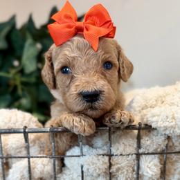 Marina - Apricot female Goldendoodle puppy in Wyandotte, Oklahoma from Goldendoodles of NE OK