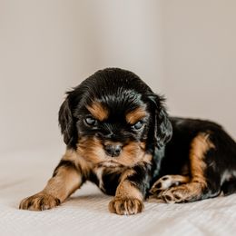 Cavalier King Charles Spaniels and Shih Tzus from Glen Swallow