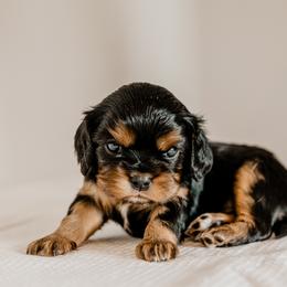 Cavalier King Charles Spaniels and Shih Tzus from Glen Swallow