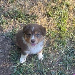 Pistol Pete - Red tri-color male Australian Shepherd puppy in Takilma, Oregon from Little Elder Creek Australian Shepherds