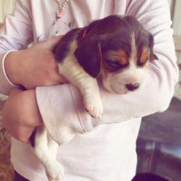Beagle Puppies from HE Beagles