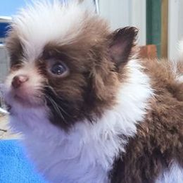 Pomeranians from Janie's Poms