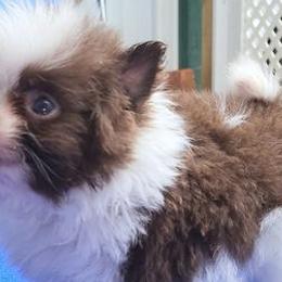 Pomeranians from Janie's Poms