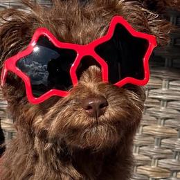 Aussiedoodles and Poodles from Scroggins Creek Doodles