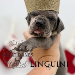 Linguini - Merle male Great Dane puppy in Sac City, Iowa from Northern Great Danes of Colorado & Iowa