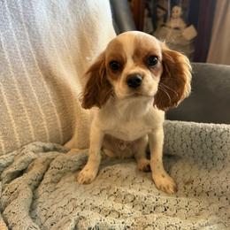 Sammy - Blenheim male Cavalier King Charles Spaniel puppy in Athens, Georgia from Sandy Cross Kennels