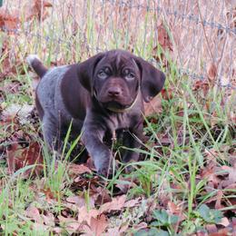 Australian Cattle Dogs, Cairn Terriers, and German Shorthaired Pointers from Macushla Kennel