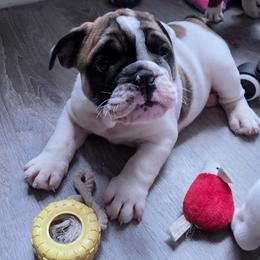 Rolly - Brindle male Bulldog puppy in Brookshire, Texas from Daisy’s Bully Bloom