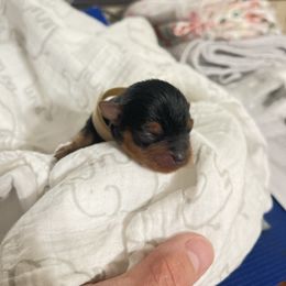 Tan boy - Blue and gold male Yorkshire Terrier puppy in Palm Bay, Florida from Bricriu Kennels, Reg.