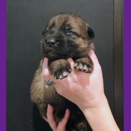 Purple - Sable female German Shepherd puppy in Maricopa, Arizona from Royalty German Shepherds