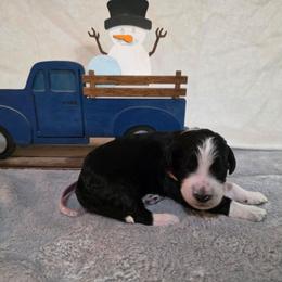 Champagne - Black and white female Sheepadoodle puppy in Weatherford, Texas from Oodles of poodles and doodles