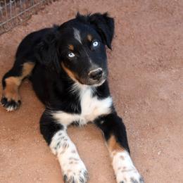Timber - Black tri-color male Australian Shepherd puppy in San Tan Valley, Arizona from Mott Ranch - Blazin' Sun Aussies