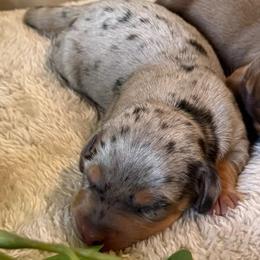 Chief - Dapple male Dachshund puppy in Anderson, California from FiveThreeZeroMiniDachshunds