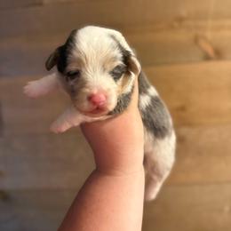 Iggy - Fluffy Bluie Merle - Blue merle and white male American Corgi puppy in Anderson, California from Flying K Corgis