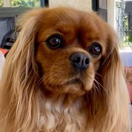 Trinket - Cavalier King Charles Spaniel