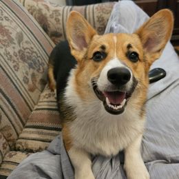 Bingsu - Pembroke Welsh Corgi