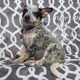 Tiger Lilly - Blue female Australian Cattle Dog puppy in Silsbee, Texas from Rockin ND Ranch