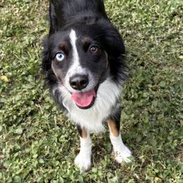 Mia - Black tri female Miniature Australian Shepherd puppy in Hilo, Hawaii from Akamai Miniature Australian Shepherds
