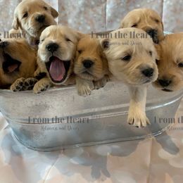 Dachshund and Golden Retriever Puppies from From the Heart Retrievers and Doxies
