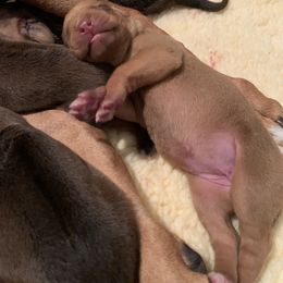 Rhodesian Ridgeback Puppies from Churchill Rhodesian Ridgebacks