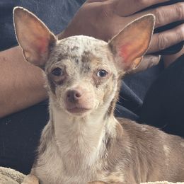 Fiji - Chihuahua
