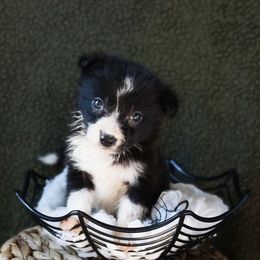 Spider - Tri-color female Border Collie puppy in Olive Hill, Kentucky from SaturnMoon MAS & BC