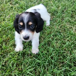Dachshund Puppies from Leslie Martinez