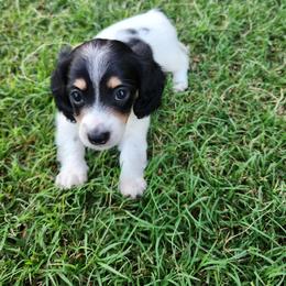 Dachshund Puppies from Leslie Martinez