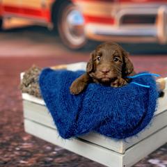 Precious - Parchment female Australian Cobberdog puppy in Sarasota, Florida from Labe's Australian Cobberdogs