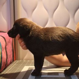 Dean - Black Peruvian Inca Orchid puppy in Waldron, Arkansas from Gryphon Lane Dachshunds and PIOs