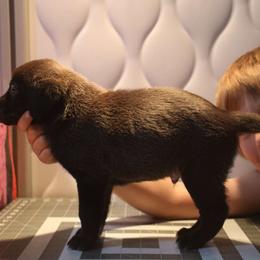 Dean - Black Peruvian Inca Orchid puppy in Waldron, Arkansas from Gryphon Lane Dachshunds and PIOs