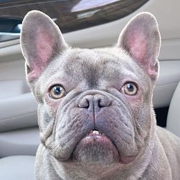 French Bulldogs from Cosofme Frenchies