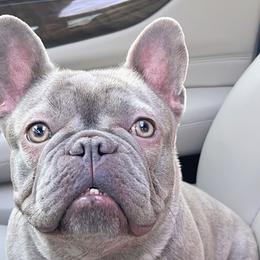 French Bulldogs from Cosofme Frenchies