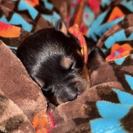 ORANGE YELLOW FEMALE - Black and rust female Rottweiler puppy in Rossville, Kansas from Cross Creek Rottweilers