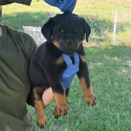 Yellow Collar - Black and mahogany female Rottweiler puppy in Batesburg, South Carolina from Vom Haus Bulnes