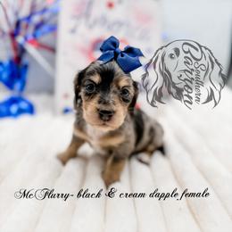 McFlurry - Dapple female Dachshund puppy in Prairieville, Louisiana from Southern Barron Danes & Dachshunds