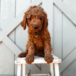 Flint - Red  male Goldendoodle puppy in Shingle Springs, California from Kindred Oak Goldendoodles