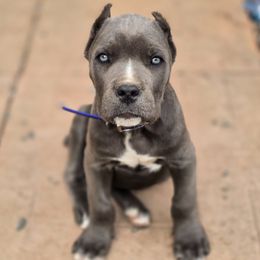 Royal Blue - Gray male Cane Corso puppy in Chestertown, Maryland from Willow Creek Cane Corsos