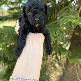 Girl GODIVA - Black male Poodle puppy in Orlando, Florida from Denise’s Puppies