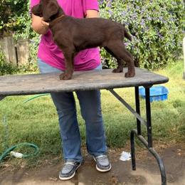 Boy 4 - Chocolate male Labrador Retriever puppy in Olivehust, California from Dogwood Labradors