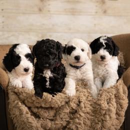 Goldendoodle puppies from Bishop Family Golden Doodles