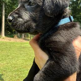 Boy 1 - male Labrador Retriever puppy in Rockville, Indiana from Point to Point West