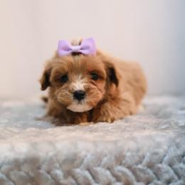 Madison - Red female Cavapoo puppy in Apopka, Florida from Rae Precious Puppies