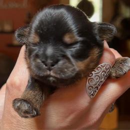 Pancake - Black and tan male Shih Tzu puppy in Nekoosa, Wisconsin from Brox Acres House of Fur LLC