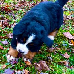 Rachel OFA - Black rust and white female Bernese Mountain Dog puppy in Strasburg, Ohio from Lois Allison