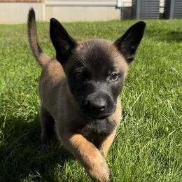 Loki - Gold brindle male Dutch Shepherd puppy in Watertown, Connecticut from APACHEK9