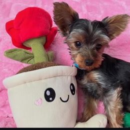 Chihuahuas and Yorkshire Terriers from Fiesta Pups