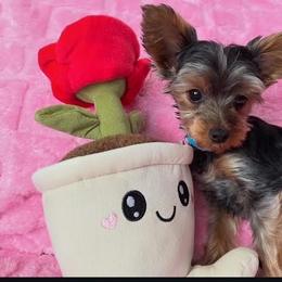 Chihuahuas and Yorkshire Terriers from Fiesta Pups