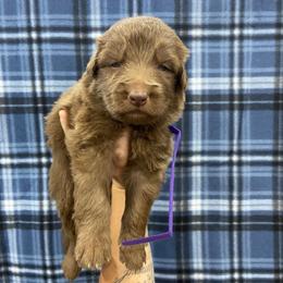 Girl 2 Purple Collar - Liver female German Shepherd puppy in Pelham, North Carolina from P & P Shepherds